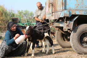 40 Yıllık Besici Çiftin Üçüz Buzagı Sevinci