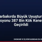 Diyarbakırda Büyük Uyuşturucu Operasyonu 387 Bin Kök Kenevir Ele Geçirildi