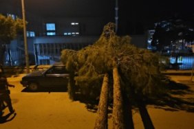 Rüzgara dayanamayan çam ağacı araçların üzerine devrildi