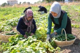 Çubuk turşusu 45 çeşidiyle dünya lezzetleri arasında