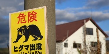 Japonya'da ayı saldırılarına karşı toplu itlaf: 14 binden fazla ayı öldürüldü