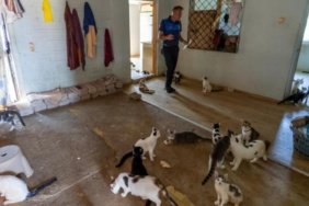 Kötü kokunun kaynağı çöp değil, 100 kedi çıktı 4 Kötü kokunun kaynağı çöp değil, 100 kedi çıktı
