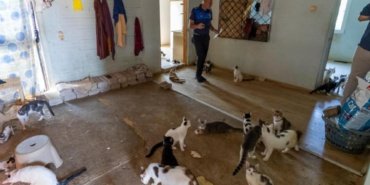 Kötü kokunun kaynağı çöp değil, 100 kedi çıktı