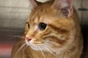 10 Yıl Sonra Evine Dönen Kaybolan Kedi 4 10 Yıl Sonra Evine Dönen Kaybolan Kedi