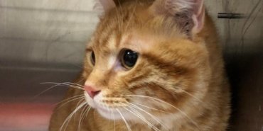 10 Yıl Sonra Evine Dönen Kaybolan Kedi 16 10 Yıl Sonra Evine Dönen Kaybolan Kedi