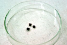 Sivas'ta kene bir can daha aldı