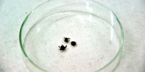 Sivas'ta kene bir can daha aldı