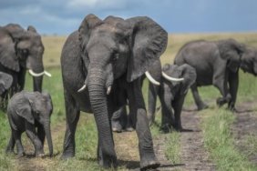 Kenya'da Amboseli Milli Parkı ve çevresinde ölen fillerin sayısı 17'ye yükseldi
