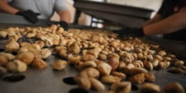 Kuru incirde 90 bin tonun üzerinde rekolte bekleniyor 14 Kuru incirde 90 bin tonun üzerinde rekolte bekleniyor