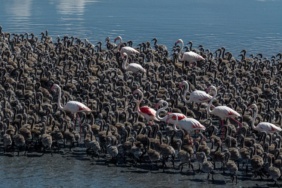 Flamingoların Benzersiz Yavrularını Büütme Yöntemi