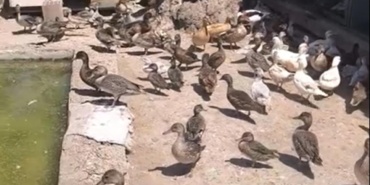 Yaban Hayvanı Ticareti Engellemeye Devam Ediliyor