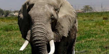 Afrika filleri, şifa aradıkları bitkileri doğada buluyor 12 Afrika filleri, şifa aradıkları bitkileri doğada buluyor