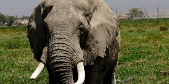 Afrika filleri, şifa aradıkları bitkileri doğada buluyor 7 Afrika filleri, şifa aradıkları bitkileri doğada buluyor