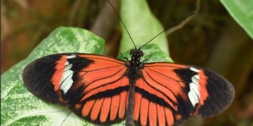 Tropik ormanlarda yaşlanma neredeyse duran Heliconius kelebeği keşfedildi 12 Tropik ormanlarda yaşlanma neredeyse duran Heliconius kelebeği keşfedildi