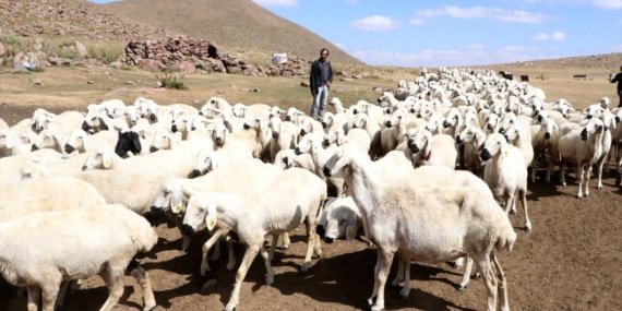 Türkiye hayvan varlığında Avrupa ülkelerini geride bıraktı 7 Türkiye hayvan varlığında Avrupa ülkelerini geride bıraktı
