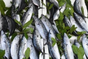 Karadeniz'de Palamut Rekoltesiyle Yeni Sezon Başladı 3 Karadeniz'de Palamut Rekoltesiyle Yeni Sezon Başladı