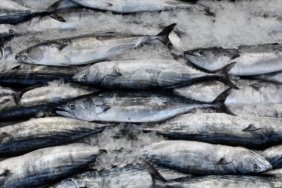Karadeniz'de sezonun açılışını palamut yaptı 2 Karadeniz'de sezonun açılışını palamut yaptı