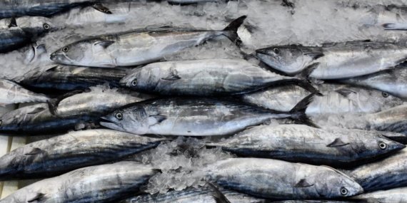 Karadeniz'de sezonun açılışını palamut yaptı 7 Karadeniz'de sezonun açılışını palamut yaptı