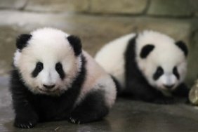 Panda diplomasisi yeniden sahne alıyor: Uçuşlar çok yakında