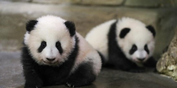 Panda diplomasisi yeniden sahne alıyor: Uçuşlar çok yakında