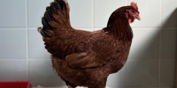 Delaware'de Batı Nil virüsü için tavuklar erken uyarı aracı olarak görev yapıyor 7 Delaware'de Batı Nil virüsü için tavuklar erken uyarı aracı olarak görev yapıyor