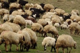 Norveç'te bir koyun otlağında 560 milyon yıllık Charnia fosili gün yüzüne çıktı 5 Norveç'te bir koyun otlağında 560 milyon yıllık Charnia fosili gün yüzüne çıktı