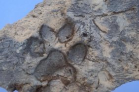 Tavşanlı Höyük'te 4 bin yıllık köpek izi gün yüzüne çıktı 5 Tavşanlı Höyük'te 4 bin yıllık köpek izi gün yüzüne çıktı
