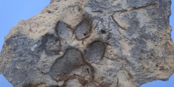 Tavşanlı Höyük'te 4 bin yıllık köpek izi gün yüzüne çıktı