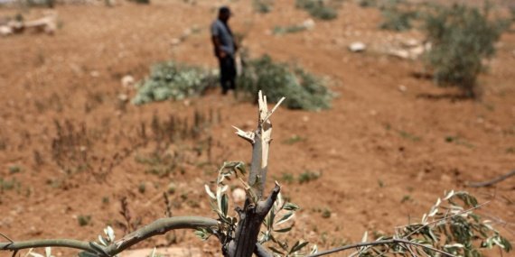 BM: Batı Şeria'da zeytin toplayan Filistinlilere yönelik saldırılar tırmanıyor 7 BM: Batı Şeria'da zeytin toplayan Filistinlilere yönelik saldırılar tırmanıyor