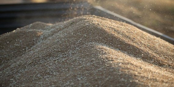 TİGEM Polatlı'dan 4 Bin 427 Ton Buğday İçin Açık Artırma