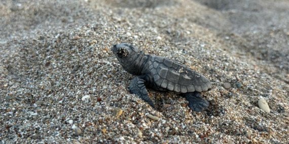 Antalya sahillerinden denize 200 bin deniz kaplumbağası yavrusu açıldı