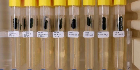 Nobel Ödülü'ne Götüren Yol: Işığı Algılayan Minik Bir Yosun