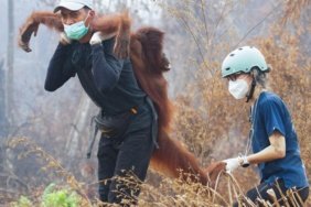 Borneo'daki orangutanlar için kritik vade: Endonezya'da yangın kabusu 4 Borneo'daki orangutanlar için kritik vade: Endonezya'da yangın kabusu