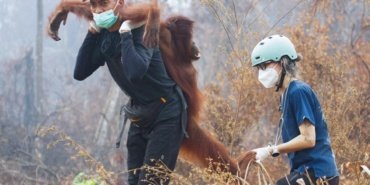 Borneo'daki orangutanlar için kritik vade: Endonezya'da yangın kabusu