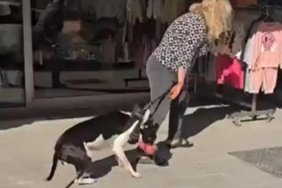 Sokak kedisini öldüren yasaklı ırk köpeğin sahibine 95 bin lira ceza uygulandı 1 Sokak kedisini öldüren yasaklı ırk köpeğin sahibine 95 bin lira ceza uygulandı