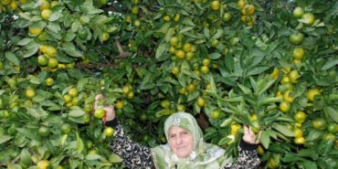 Rize’de mandalina çeşidi 9’a çıktı, Antalya’ya gönderildi 15 Rize’de mandalina çeşidi 9’a çıktı, Antalya’ya gönderildi