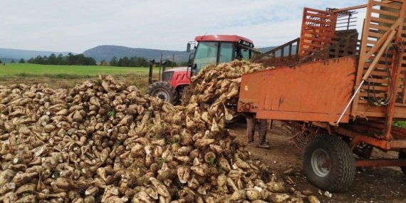 5'inci avans ödemeleri pancar çiftçilerinin hesaplarına yatırıldı