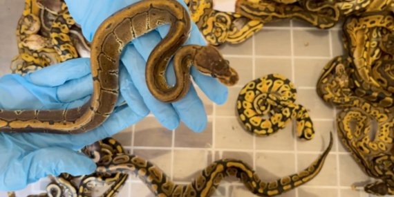 Kapıkule'de yasa dışı yollarla ülkeye sokulan 67 piton yakalandı